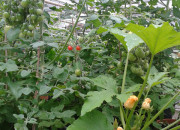 2013 TomatOS Einblicke Impressionen Juni 7