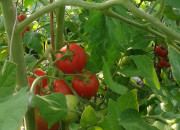 2013 TomatOS Einblicke Impressionen Juli 4